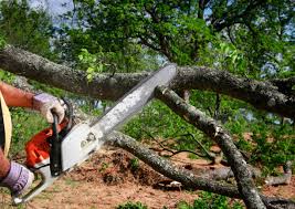 Best Tree Preservation Services  in Warminster Heights, PA