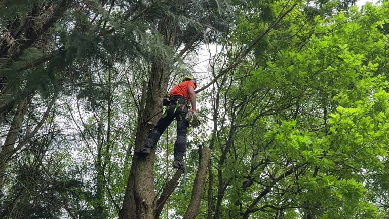 Best Tree Mulching Services  in Warminster Heights, PA