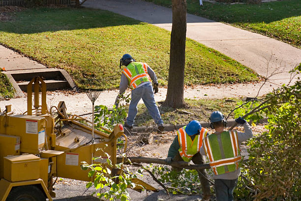 Best Tree Mulching Services  in Warminster Heights, PA