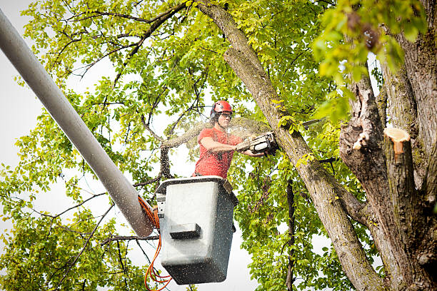 Best Fruit Tree Pruning  in Warminster Heights, PA