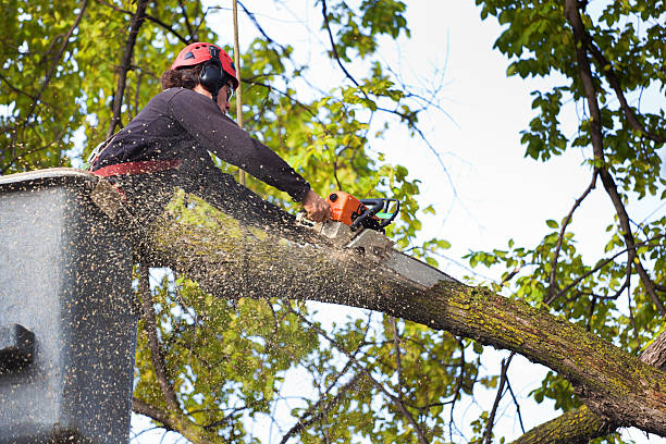 Best Emergency Tree Removal Services  in Warminster Heights, PA