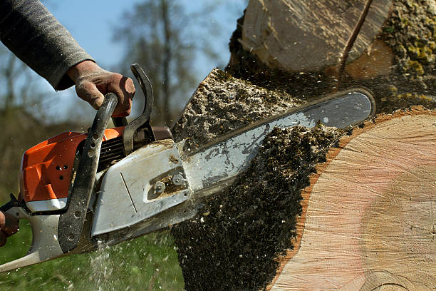 How Our Tree Care Process Works  in  Warminster Heights, PA